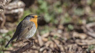 Robin - Erithacus rubecula - Kızılgerdan