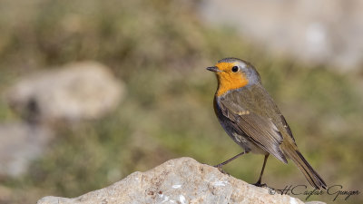 Robin - Erithacus rubecula - Kızılgerdan