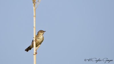 Fan-tailed Warbler - Cisticola juncidis - Yelpazekuyruk