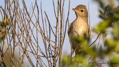 Garden Warbler - Sylvia borin - Boz ötleğen
