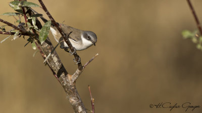 Lesser Whitethroat - Sylvia curruca - Küçük akgerdanlı ötleğen