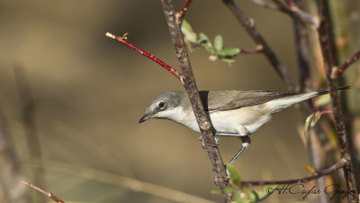 Lesser Whitethroat - Sylvia curruca - Küçük akgerdanlı ötleğen