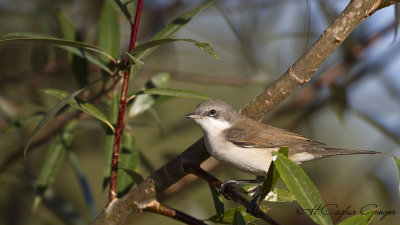Lesser Whitethroat - Sylvia curruca - Küçük akgerdanlı ötleğen