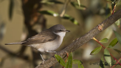 Lesser Whitethroat - Sylvia curruca - Küçük akgerdanlı ötleğen