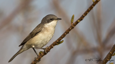 Lesser Whitethroat - Sylvia curruca - Küçük akgerdanlı ötleğen