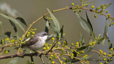 Lesser Whitethroat - Sylvia curruca - Küçük akgerdanlı ötleğen