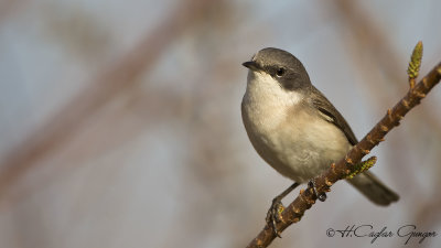 Lesser Whitethroat - Sylvia curruca - Küçük akgerdanlı ötleğen