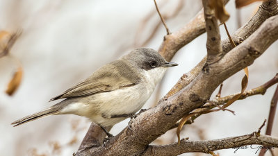 Lesser Whitethroat - Sylvia curruca - Küçük akgerdanlı ötleğen