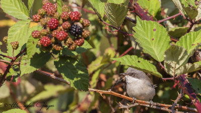 Lesser Whitethroat - Sylvia curruca - Küçük akgerdanlı ötleğen