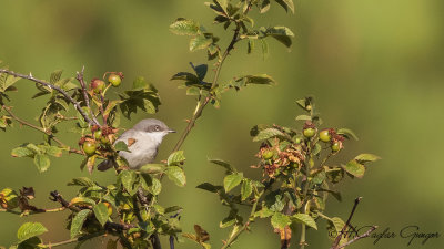 Lesser Whitethroat - Sylvia curruca - Küçük akgerdanlı ötleğen