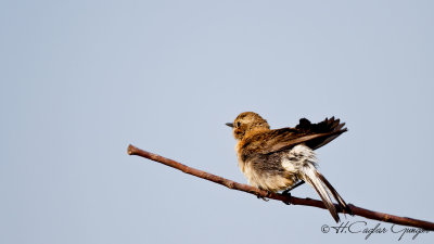 Lesser Whitethroat - Sylvia curruca - Küçük akgerdanlı ötleğen