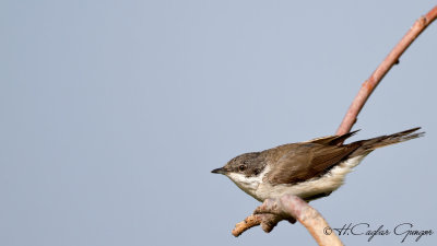 Lesser Whitethroat - Sylvia curruca - Küçük akgerdanlı ötleğen