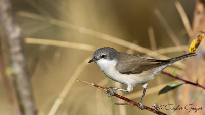 Lesser Whitethroat - Sylvia curruca - Küçük akgerdanlı ötleğen
