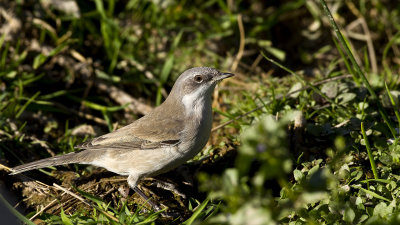 Lesser Whitethroat - Sylvia curruca - Küçük akgerdanlı ötleğen