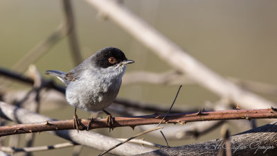 Sardinian Warbler - Sylvia melanocephala - Maskeli ötleğen