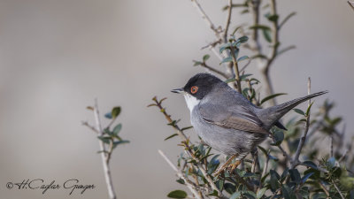 Sardinian Warbler - Sylvia melanocephala - Maskeli ötleğen