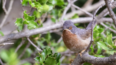 Subalpine Warbler - Sylvia cantillans - Bıyıklı ötleğen