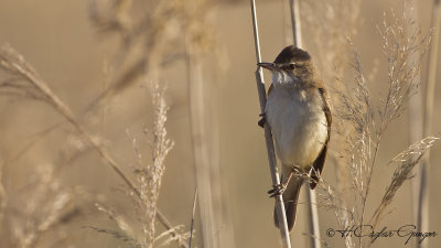 Great Reed Warbler - Acrocephalus arundinaceus - Büyük kamışçın