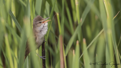 Great Reed Warbler - Acrocephalus arundinaceus - Büyük kamışçın