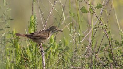 Great Reed Warbler - Acrocephalus arundinaceus - Büyük kamışçın