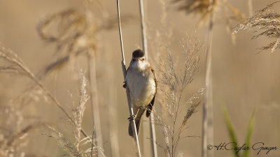 Great Reed Warbler - Acrocephalus arundinaceus - Büyük kamışçın