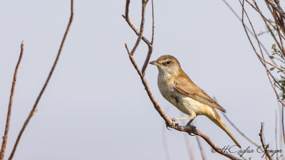 Great Reed Warbler - Acrocephalus arundinaceus - Büyük kamışçın