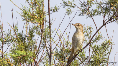 Great Reed Warbler - Acrocephalus arundinaceus - Büyük kamışçın