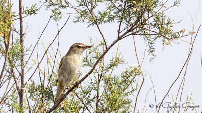 Great Reed Warbler - Acrocephalus arundinaceus - Büyük kamışçın