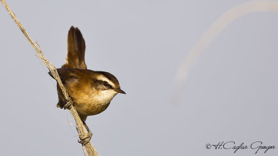 Moustached Warbler - Acrocephalus melanopogon - Bıyıklı kamışçın