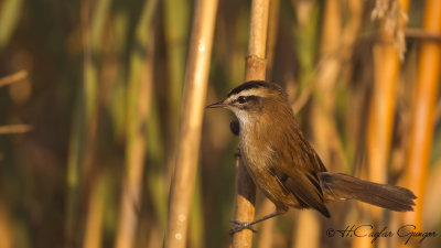 Moustached Warbler - Acrocephalus melanopogon - Bıyıklı kamışçın