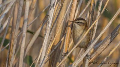 Moustached Warbler - Acrocephalus melanopogon - Bıyıklı kamışçın