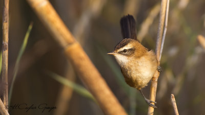 Moustached Warbler - Acrocephalus melanopogon - Bıyıklı kamışçın