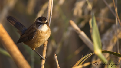 Moustached Warbler - Acrocephalus melanopogon - Bıyıklı kamışçın