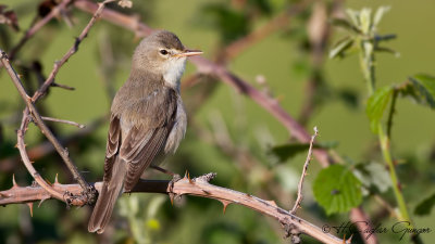 Olivaceous Warbler - Hippolais pallida - Ak mukallit