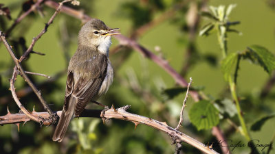 Olivaceous Warbler - Hippolais pallida - Ak mukallit