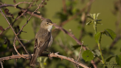 Olivaceous Warbler - Hippolais pallida - Ak mukallit