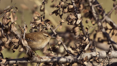 Eurasian Wren - Troglodytes troglodytes - Çıtkuşu
