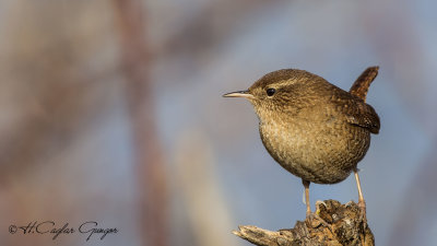 Eurasian Wren - Troglodytes troglodytes - Çıtkuşu
