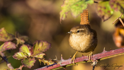 Eurasian Wren - Troglodytes troglodytes - Çıtkuşu
