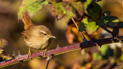 Eurasian Wren - Troglodytes troglodytes - Çıtkuşu