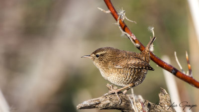 Eurasian Wren - Troglodytes troglodytes - Çıtkuşu