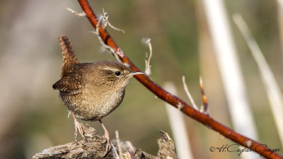 Eurasian Wren - Troglodytes troglodytes - Çıtkuşu