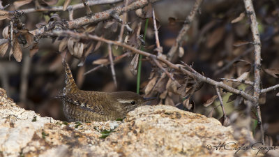 Eurasian Wren - Troglodytes troglodytes - Çıtkuşu