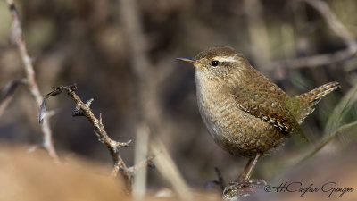 Eurasian Wren - Troglodytes troglodytes - Çıtkuşu