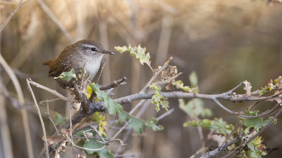 Eurasian Wren - Troglodytes troglodytes - Çıtkuşu