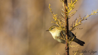 Common Chiffchaff - Phylloscopus collybita - Çıvgın