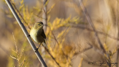 Common Chiffchaff - Phylloscopus collybita - Çıvgın