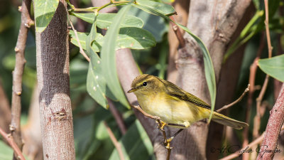 Common Chiffchaff - Phylloscopus collybita - Çıvgın
