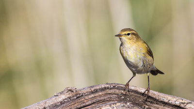 Common Chiffchaff - Phylloscopus collybita - Çıvgın