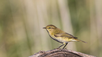 Common Chiffchaff - Phylloscopus collybita - Çıvgın